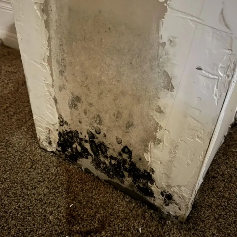 Professional Mold Removal in Pueblo, CO